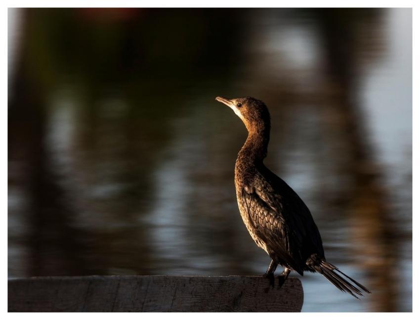 Bird Cormorant Ornithology Species