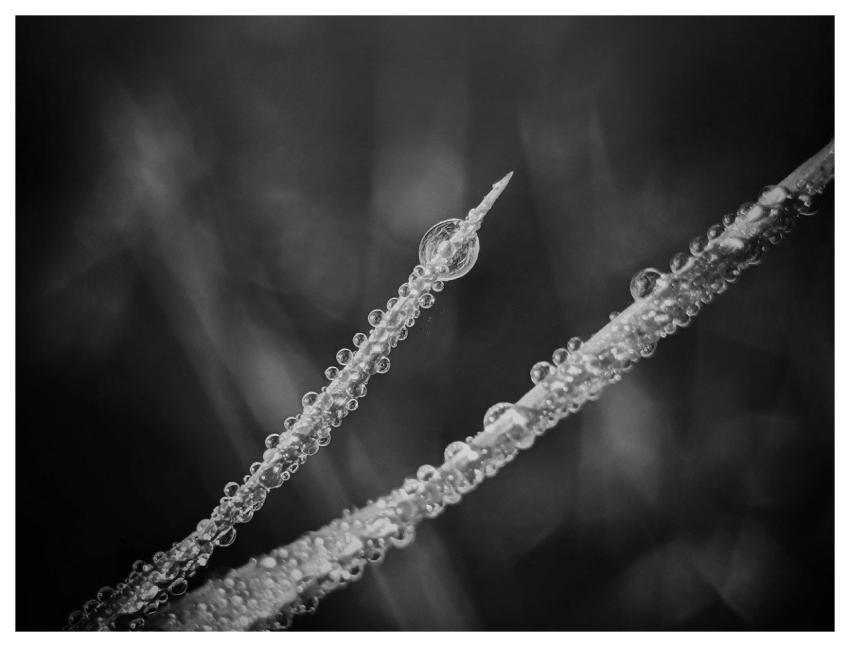 Grass Blade Of Grass Dew Dewdrop