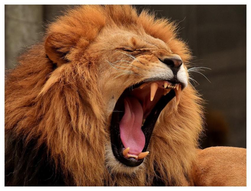 Lion Predator Nature Mane