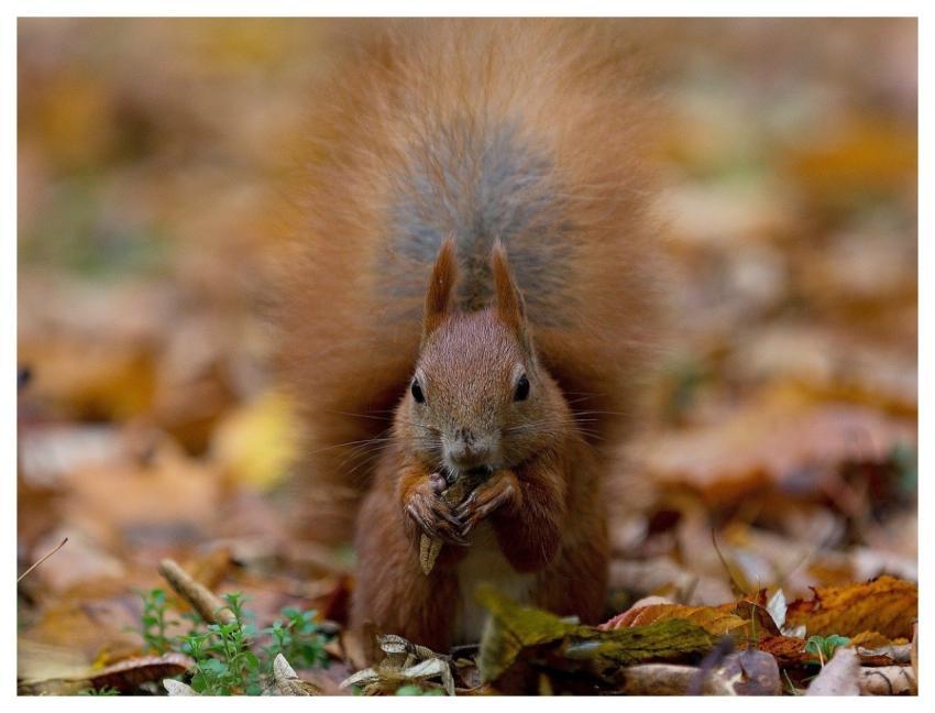 Mammal Nature Squirrel Red