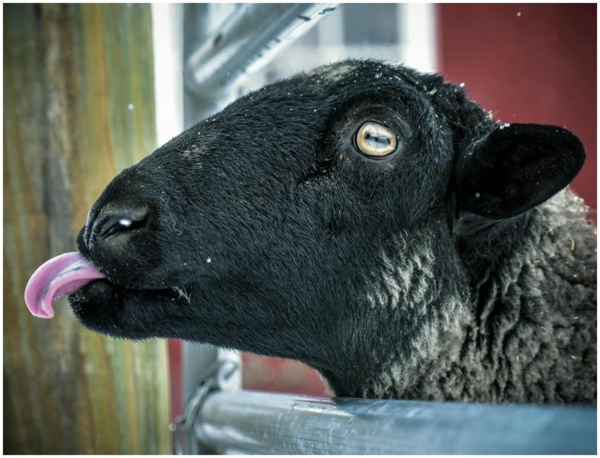 Charming close-up of a black sheep sticking out it