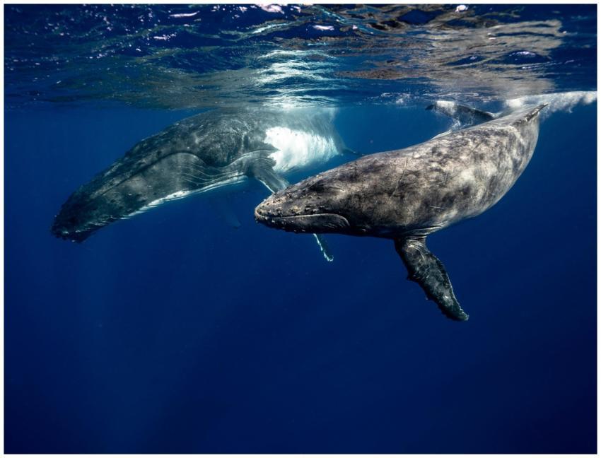 Two humpback whales swimming gracefully in the cle