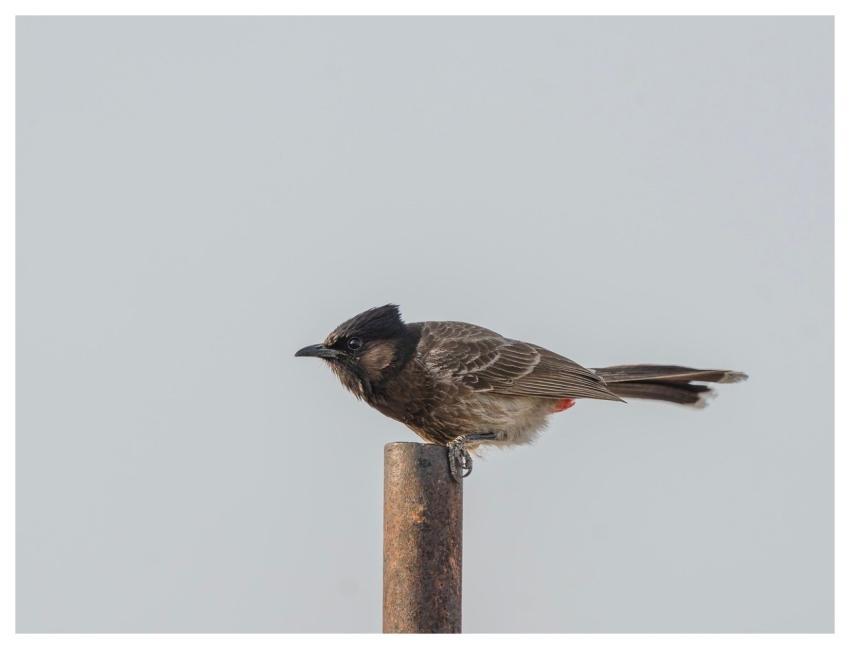 Bulbul Bird Nature Animal