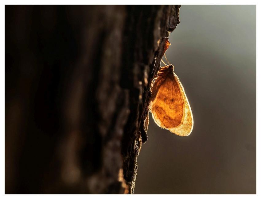 Moth Tree Nature Cool Backgrounds