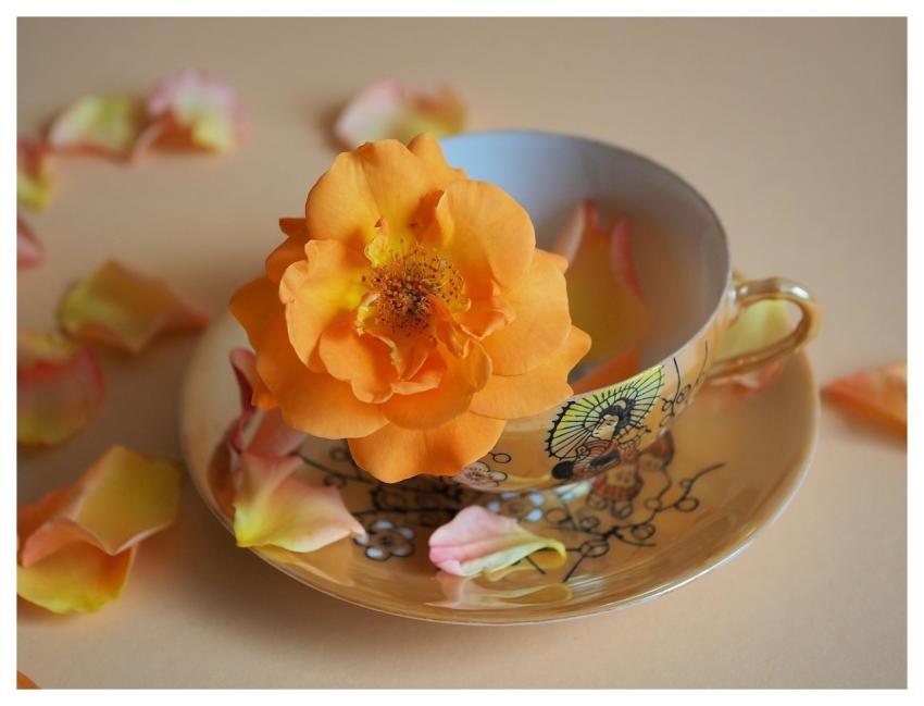 Cup Rose Blossom Dishes Teacup