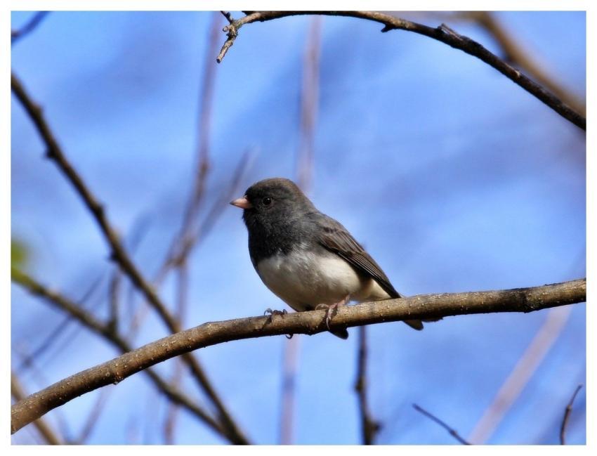 Junco Bird Nature Wildlife