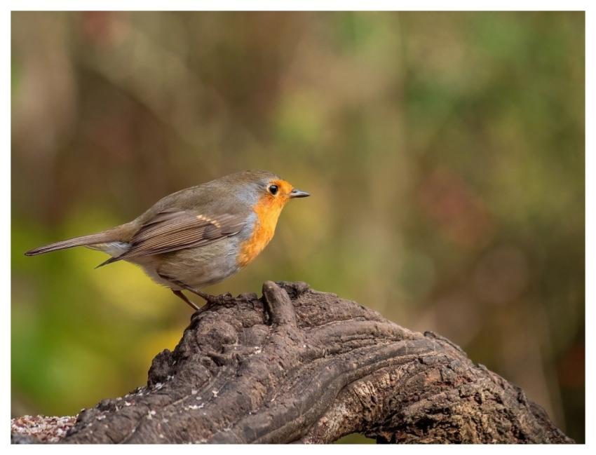 Robin Bird Nature Wildlife