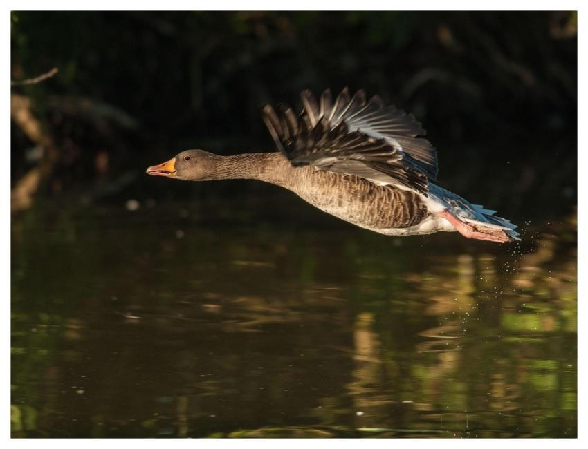 Goose Bird Flying Plumage