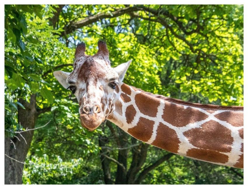 Giraffe Nature Animal Wildlife