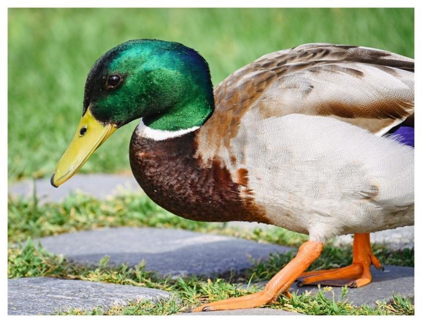 Mallard Nature Duck Water Bird