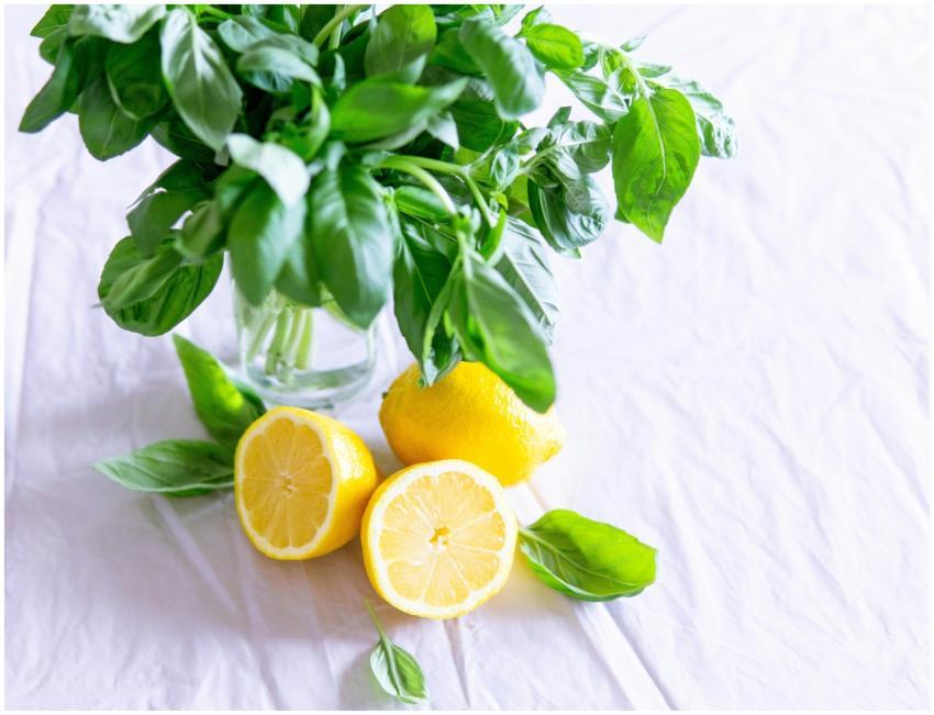 A vibrant still life featuring fresh basil and lem
