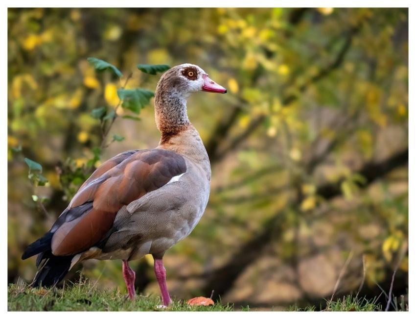 Egyptian Goose Water Bird Wild Goose Nature