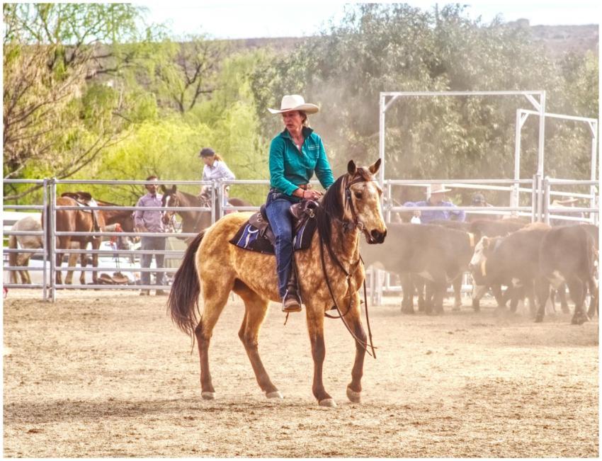 Cowboy on horse at an outdoor ranch event with cat