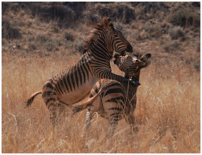 Two zebras engage in playful behavior in the grass
