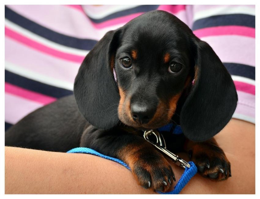 Dachshund Puppy Pet Canine