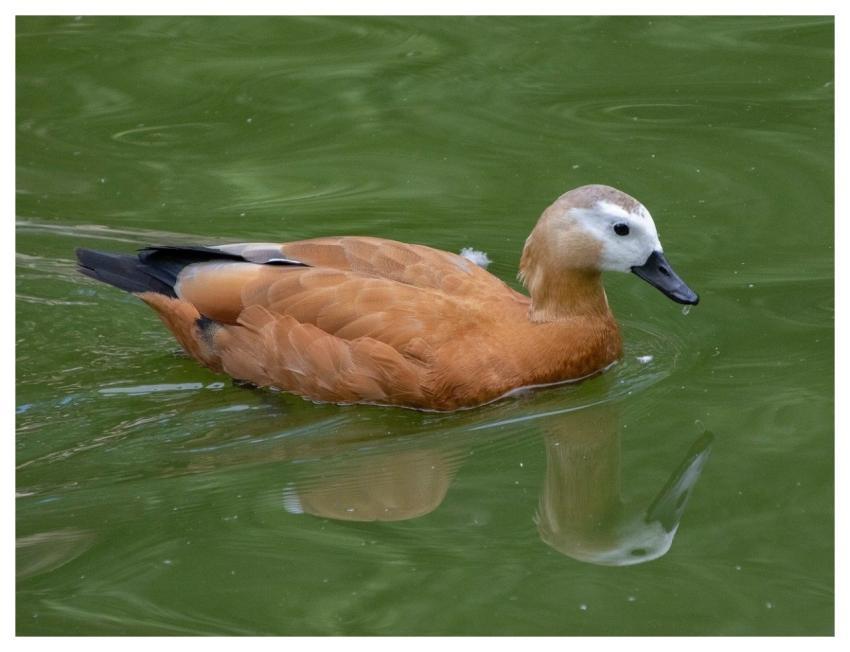 Shelduck Duck Bird Animal