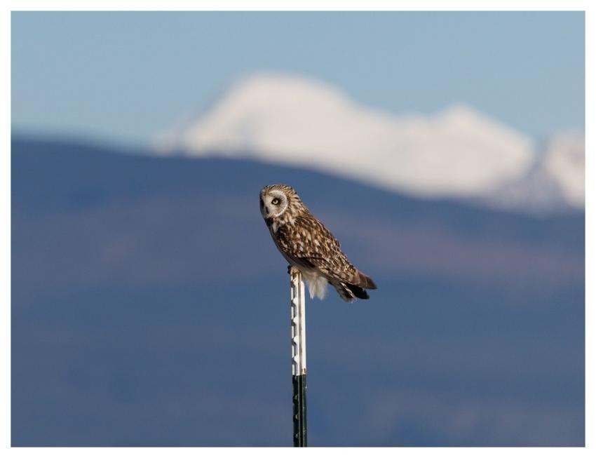 Short-Eared Owl Owl Bird Nature