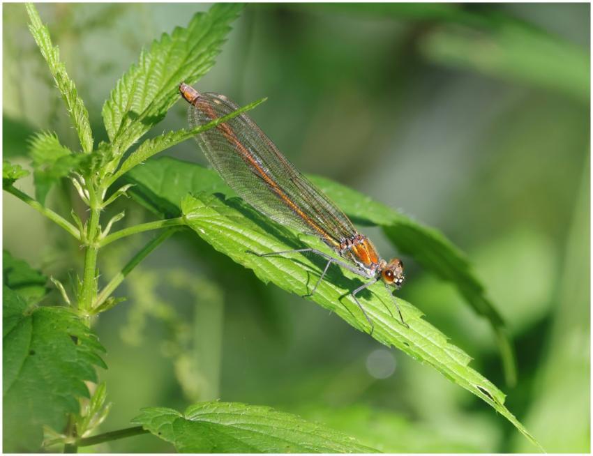 A detailed close-up of a dragonfly resting on lush