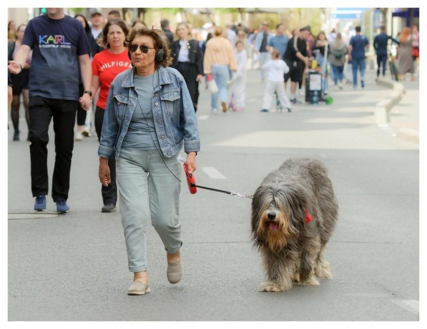 People Animal Walking Promenade
