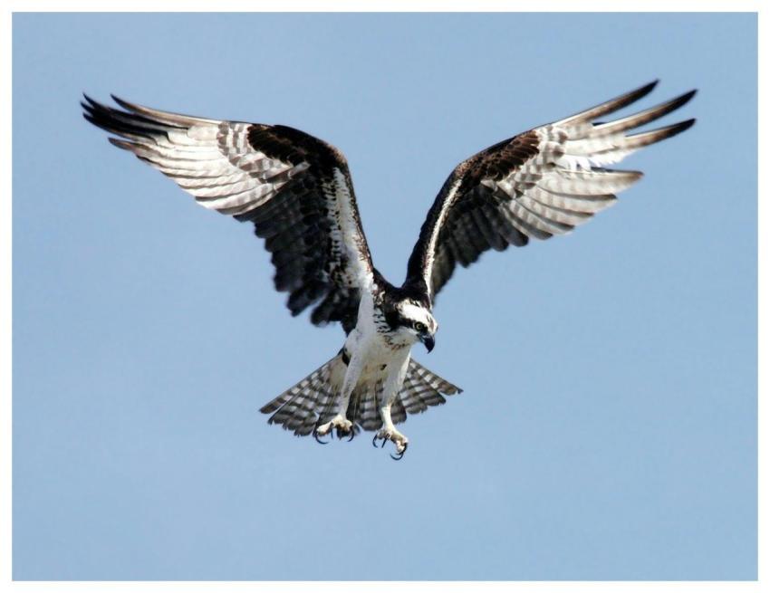 Close-up of an osprey gliding through clear skies