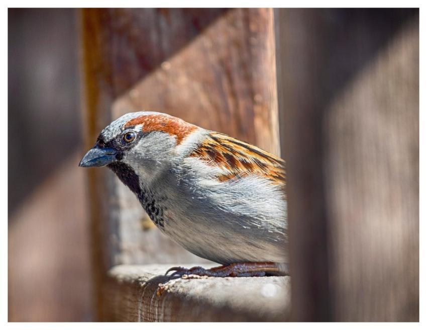 Sparrow Bird Animal Feathers