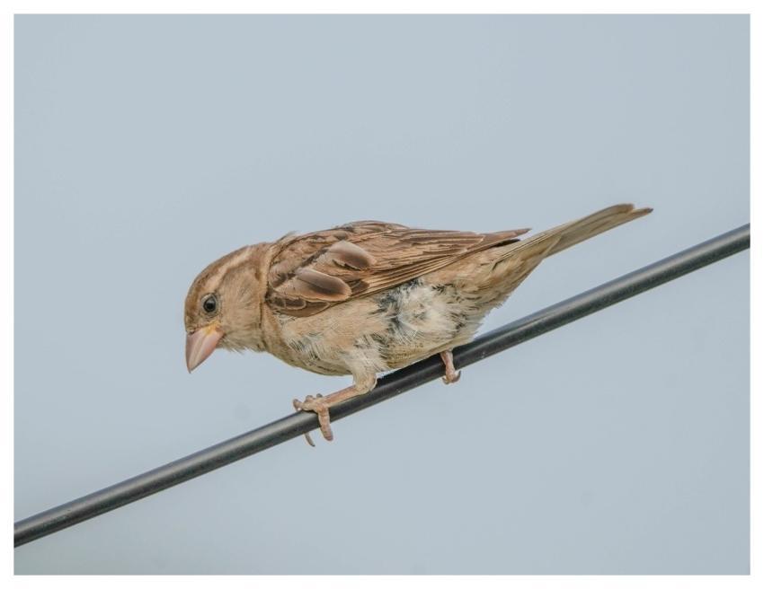 Sparrow Bird Wildlife Nature