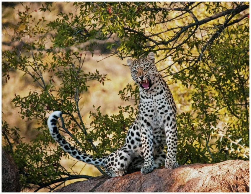 A stunning leopard sits roaring on a rock surround