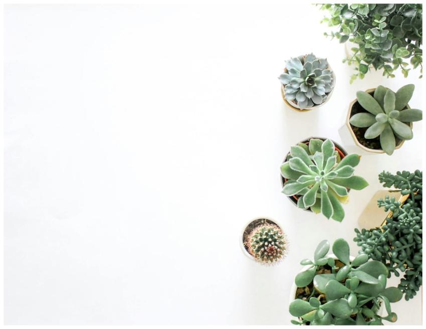 A top-down view showcasing a variety of succulent