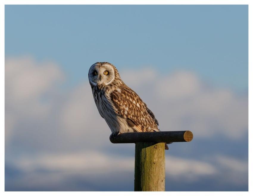 Short-Eared Owl Owl Bird Nature