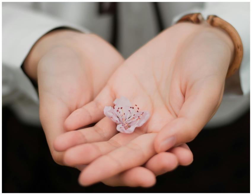 Close-up of hands gently holding a delicate pink f