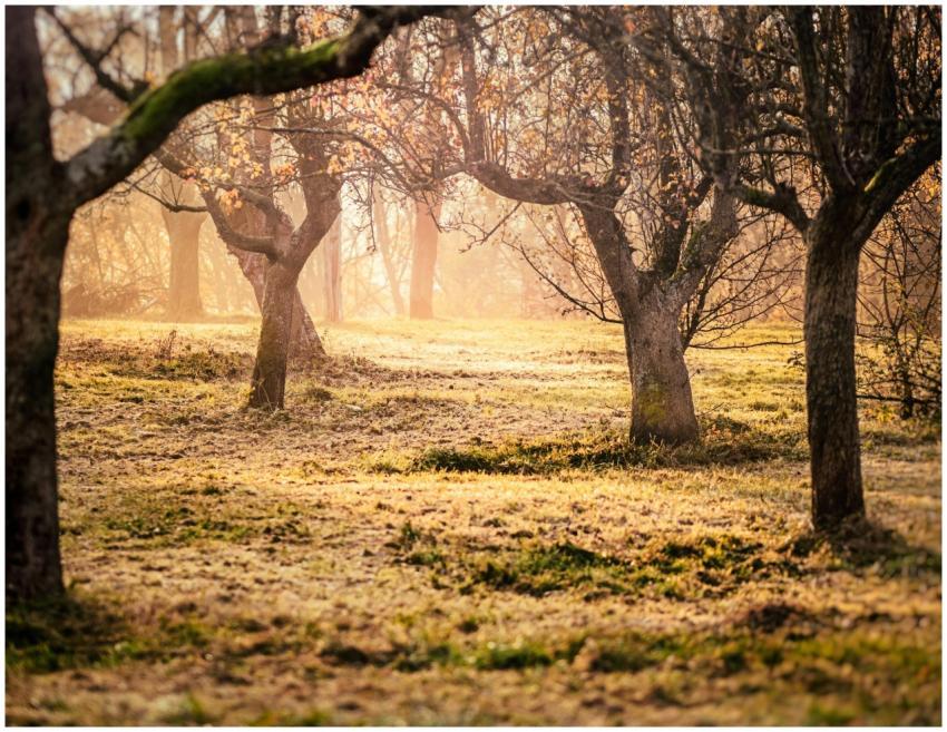 Sunlit trees and grassy landscape create a serene