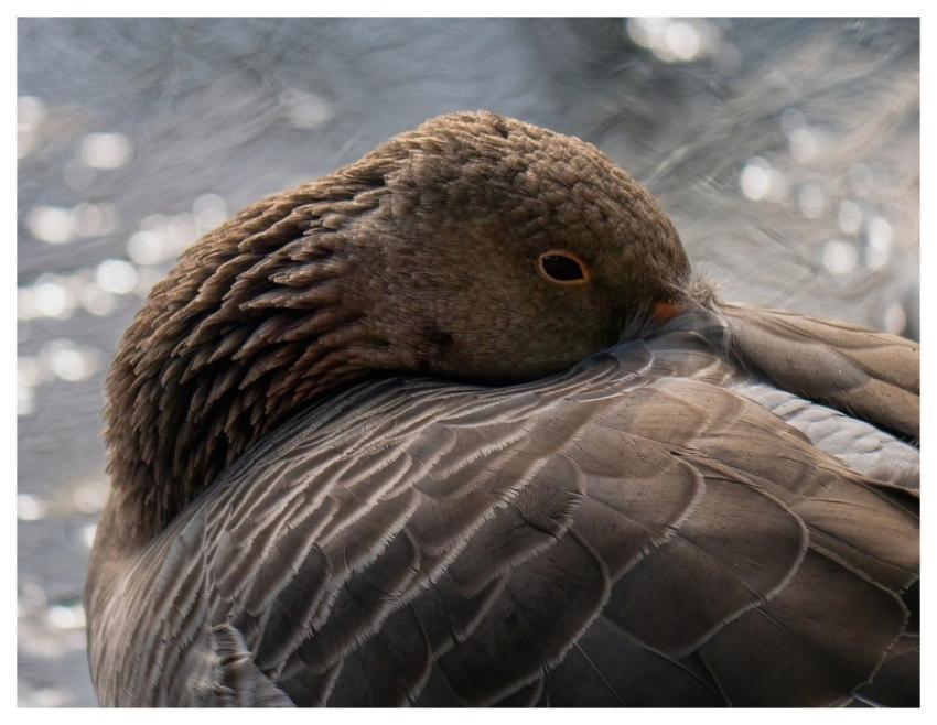 Goose Nature Bird Wildlife