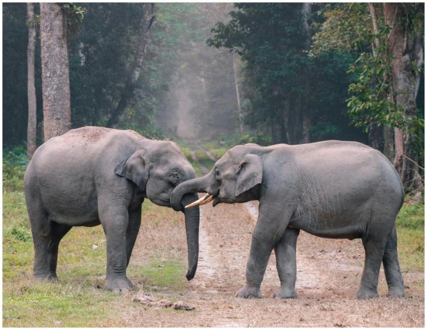 Two Asian elephants playfully locking trunks on a