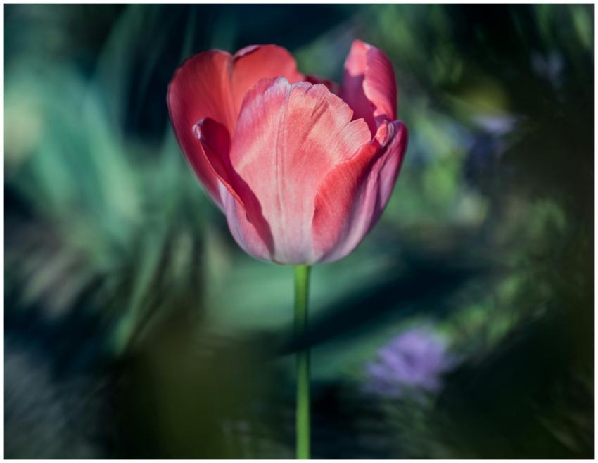 A beautiful red tulip captured in full bloom with