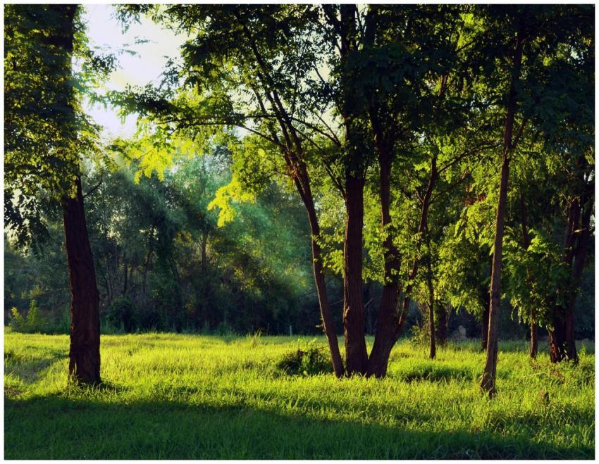 Peaceful forest scene with sunlight filtering thro