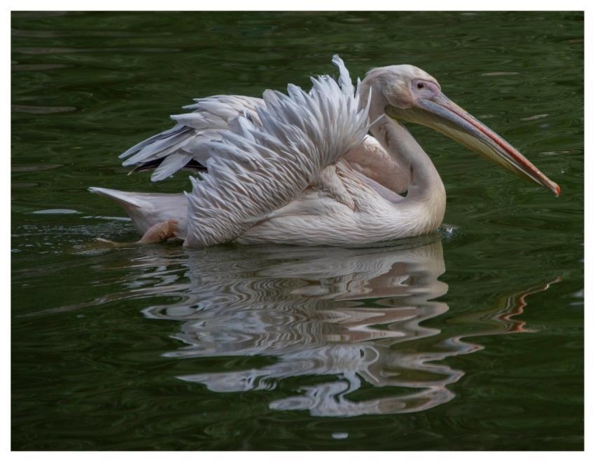 Pelican Bird Animal Plumage
