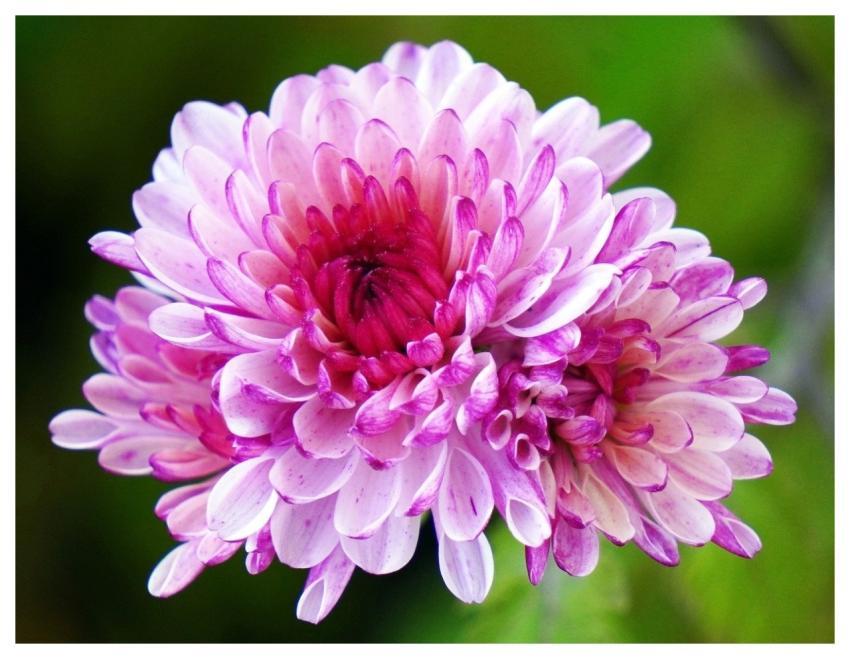 Aster Nature Blossom Bloom