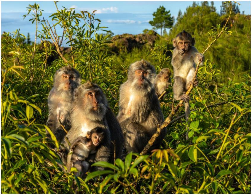 A group of wild monkeys sitting on branches amidst