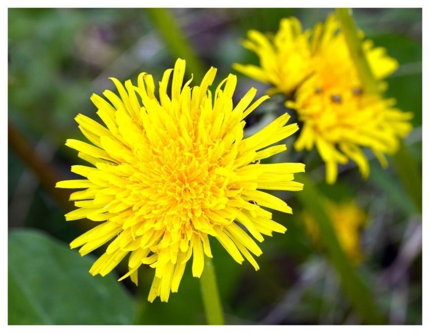 Dandelion Nature Blossom Bloom