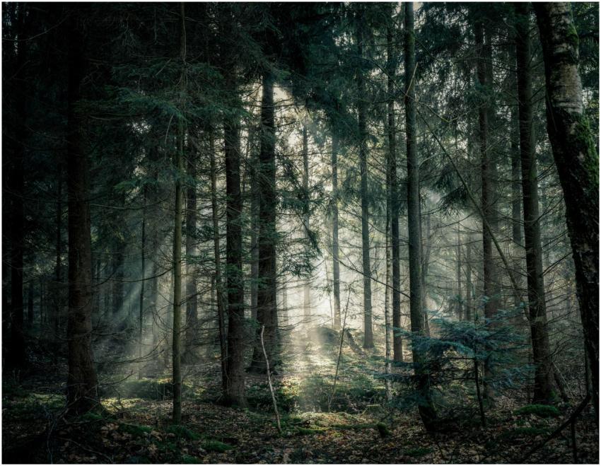 Tranquil forest scene with sunlight streaming thro