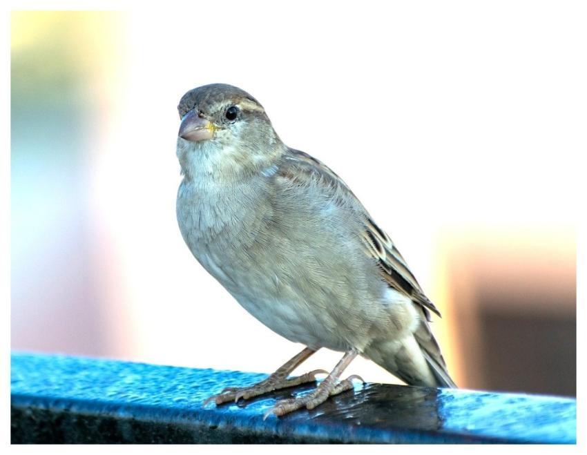 Sparrow Bird Animal Nature