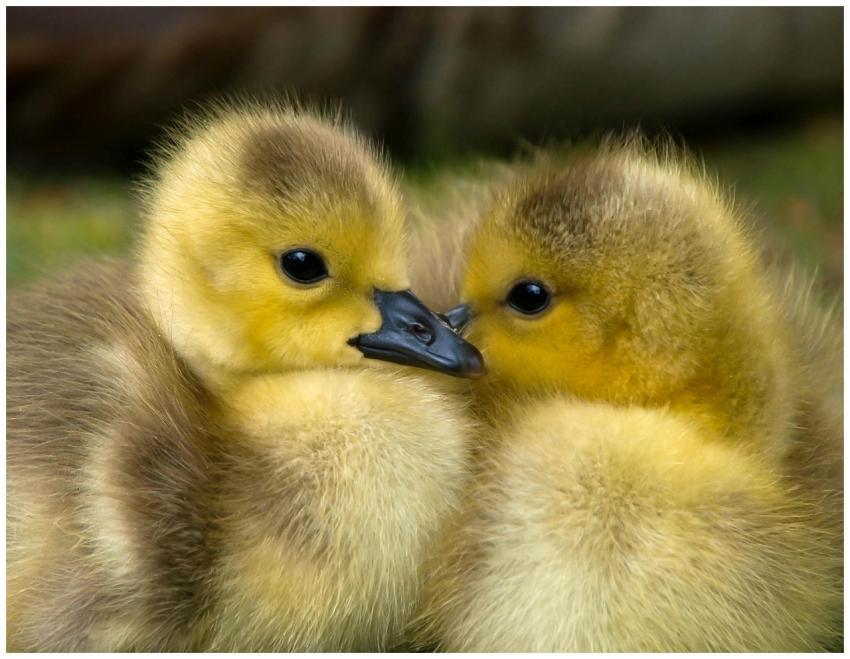 Two cute goslings with fluffy yellow feathers cudd