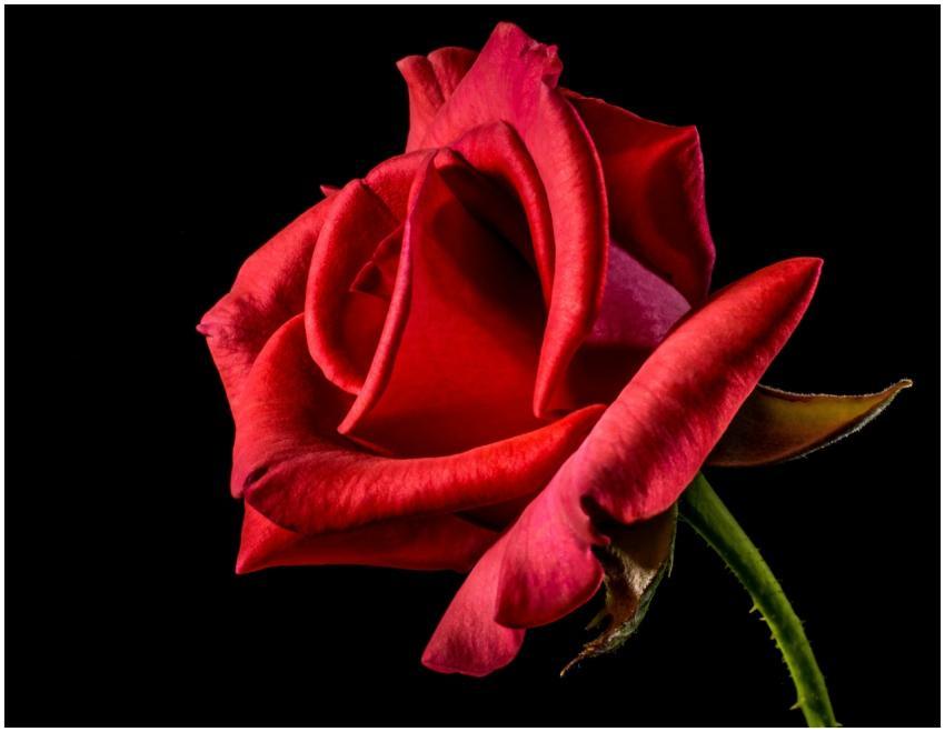 A striking close-up shot of a red rose with vivid