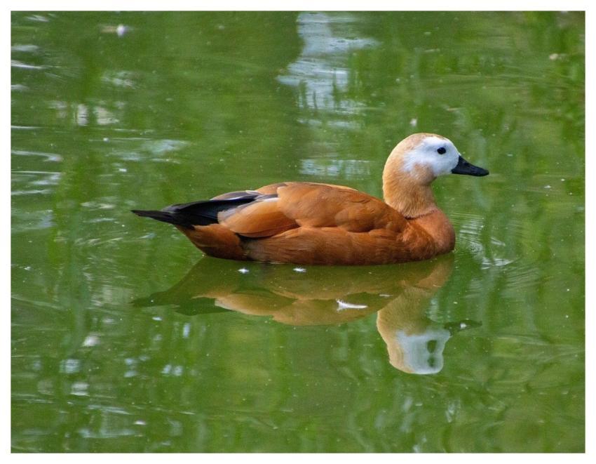 Duck Waterfowl Shelduck Pond