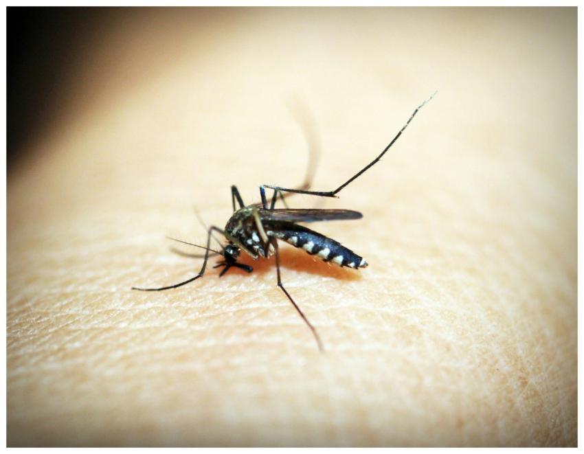 Macro photograph of a mosquito feeding on human sk
