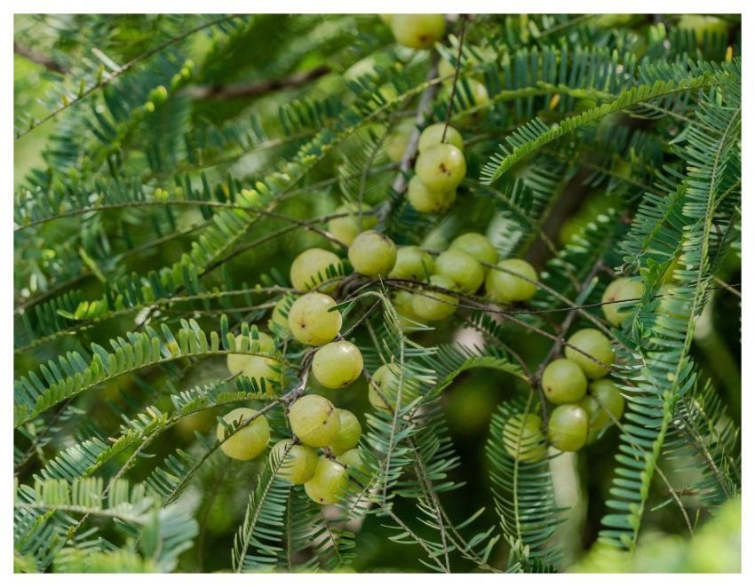 Fruit Amalika Phyllanthaceae India