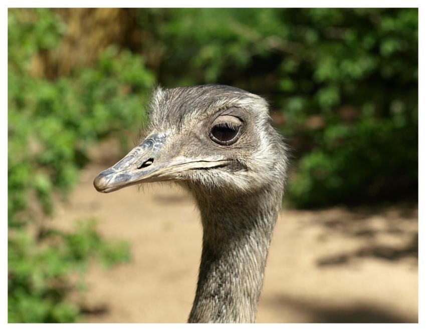 Bird Head Rhea Bird Animal