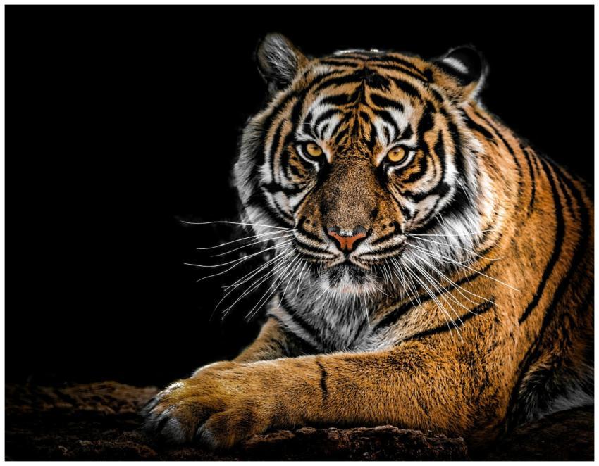 Close-up portrait of a Bengal tiger showcasing its