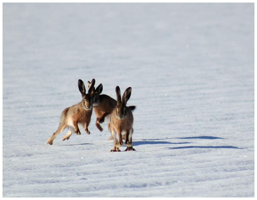 Dynamic scene of two hares hopping across a snow-c