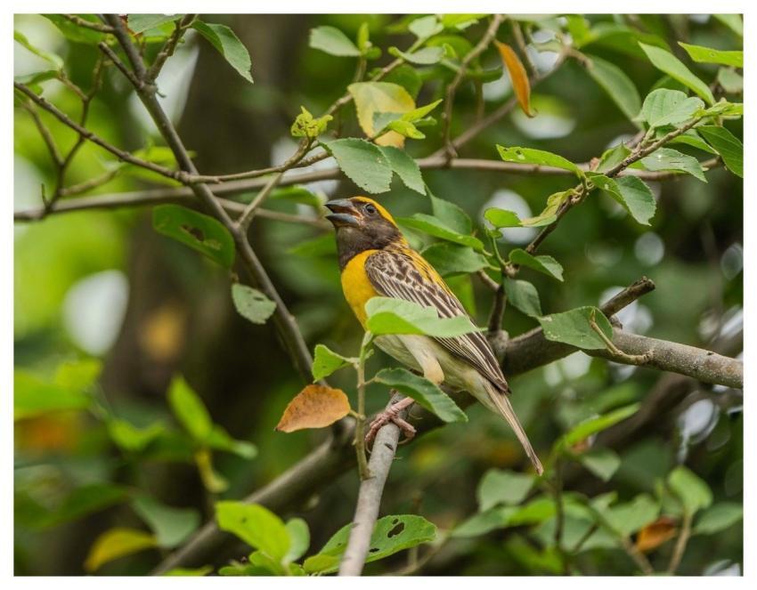 Weaverbird Weaver Bird Animal